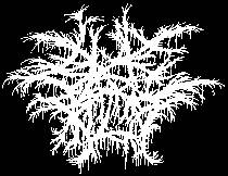 logo Black Bile (CYP)